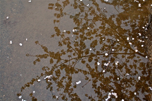 170408bbcut-dcmorning2