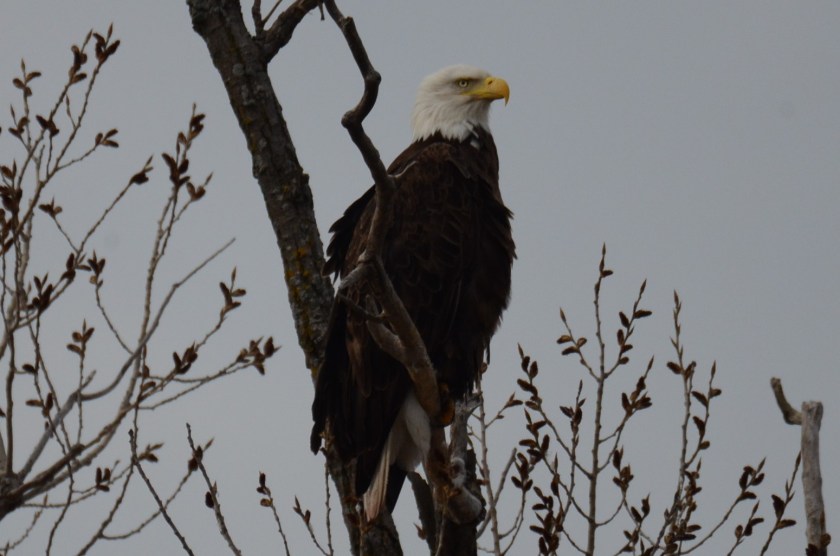 170411bbcut-baldeagle1