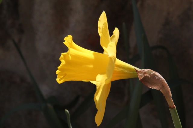 170415bbcut-springflowers1