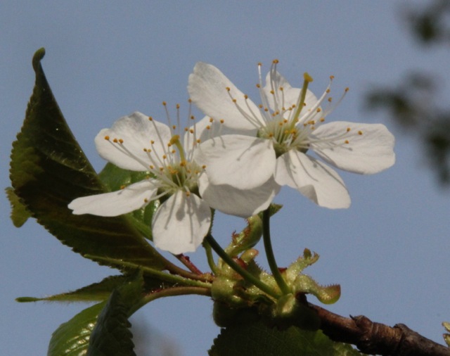 170415bbcut-springflowers2
