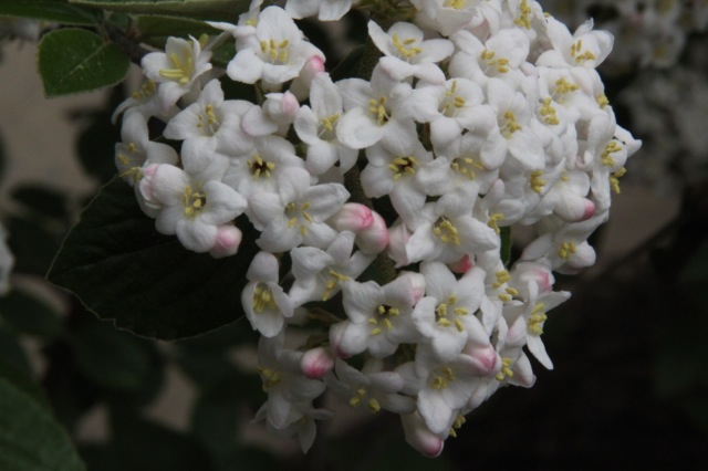 170415bbcut-springflowers3