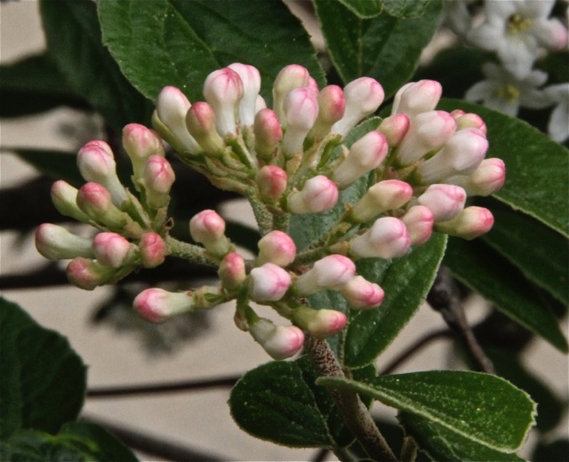 170415bbcut-springflowers4