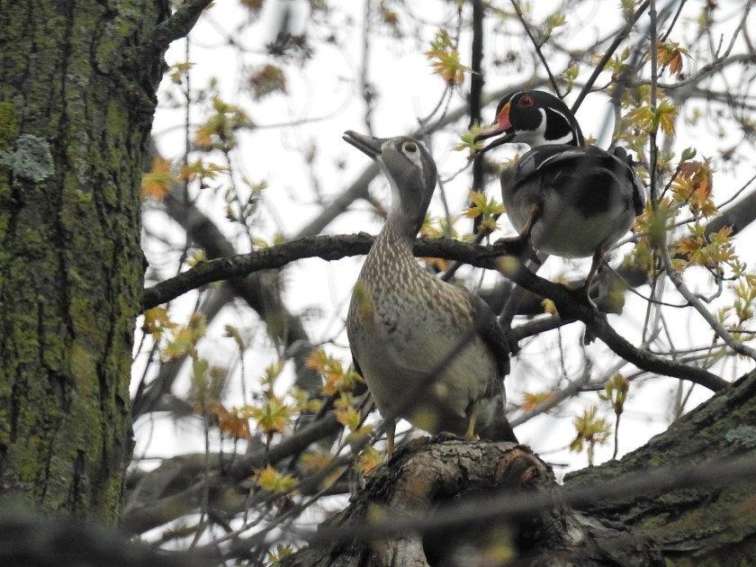 170422bbcut-woodduck1