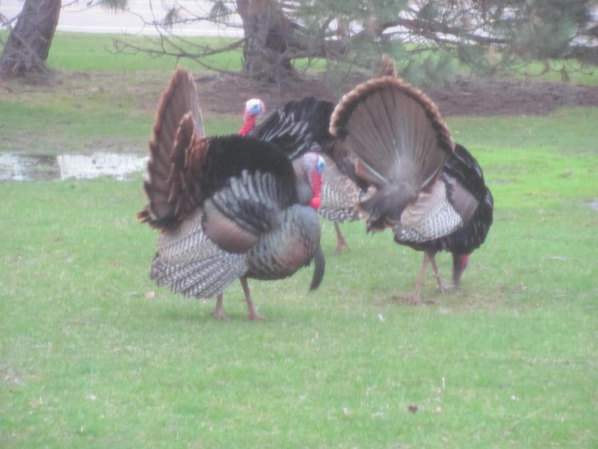 170424bbcut-threetomturkeys