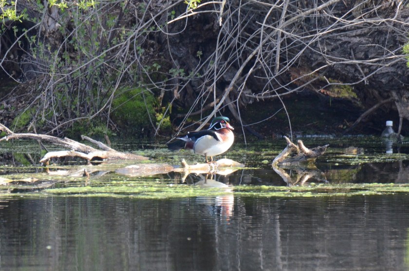 170425bbcut-woodduck