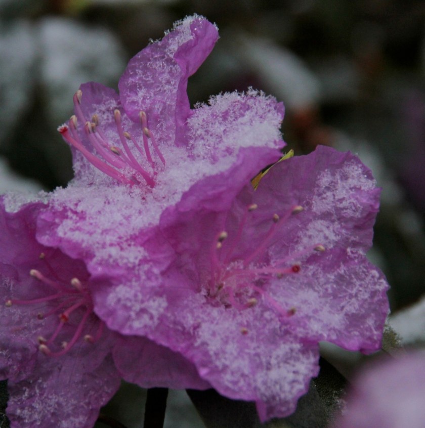 170428bbcut-latesnow2