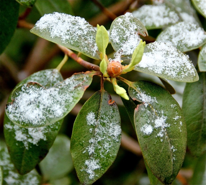 170428bbcut-latesnow3