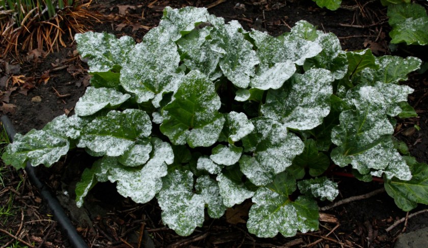 170428bbcut-latesnow4