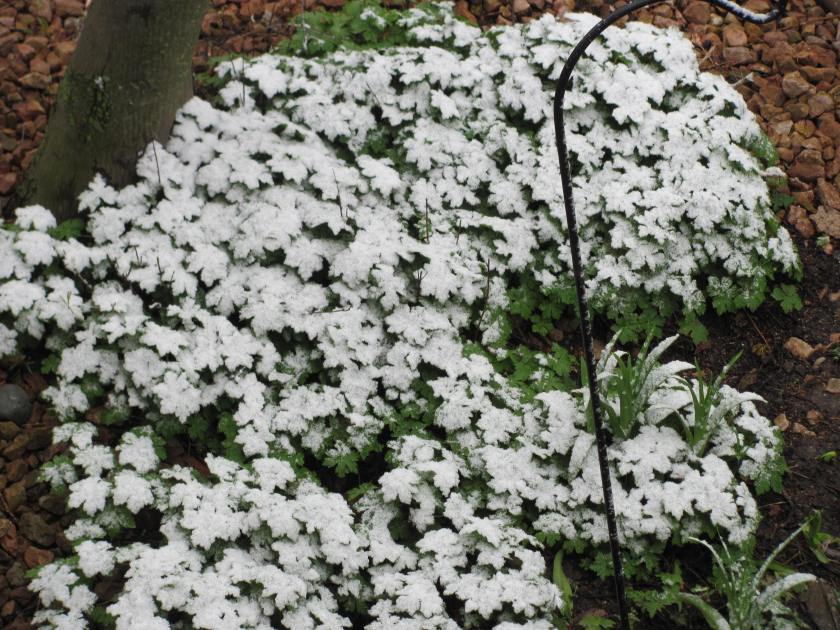 170428bbcut-snowflowers