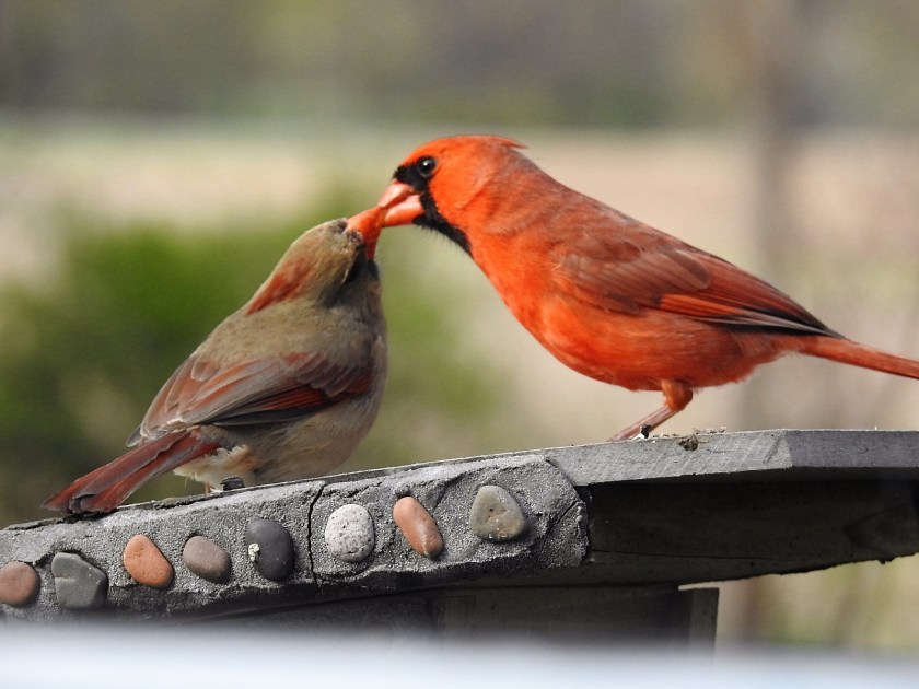 170.504bbcut-cardinals