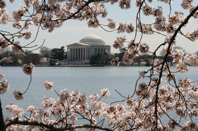 170504bbcut-tidalbasin1