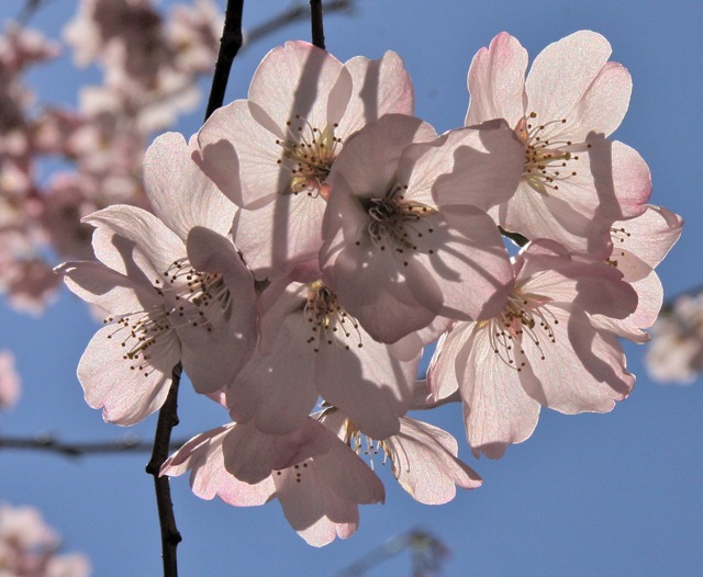 170504bbcut-tidalbasin2