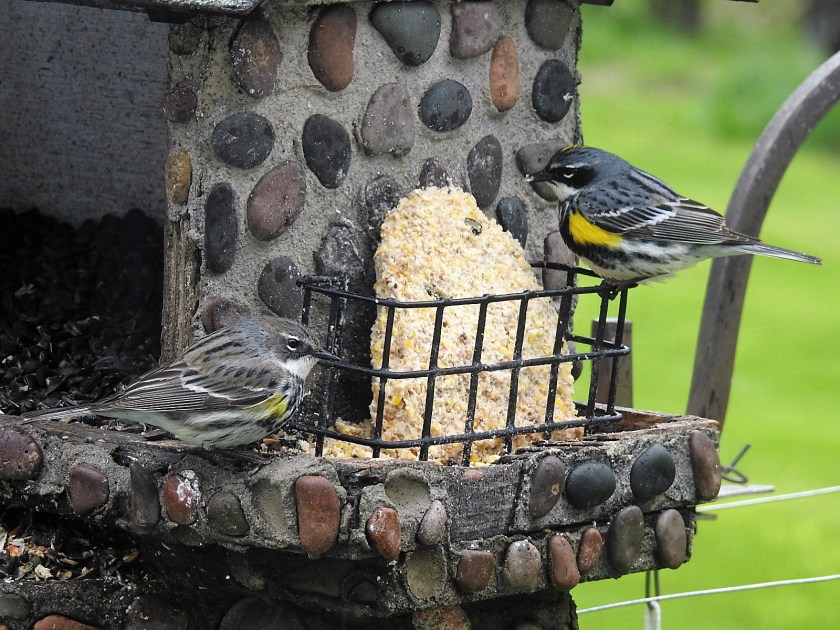 170505bbcut-warbler1