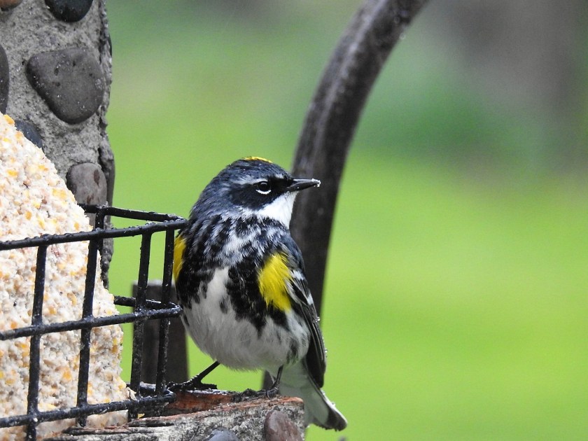 170505bbcut-warbler2