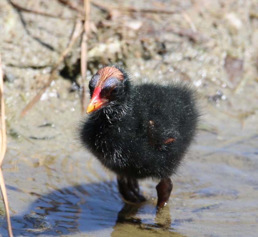 170506bbcut-southpadre11