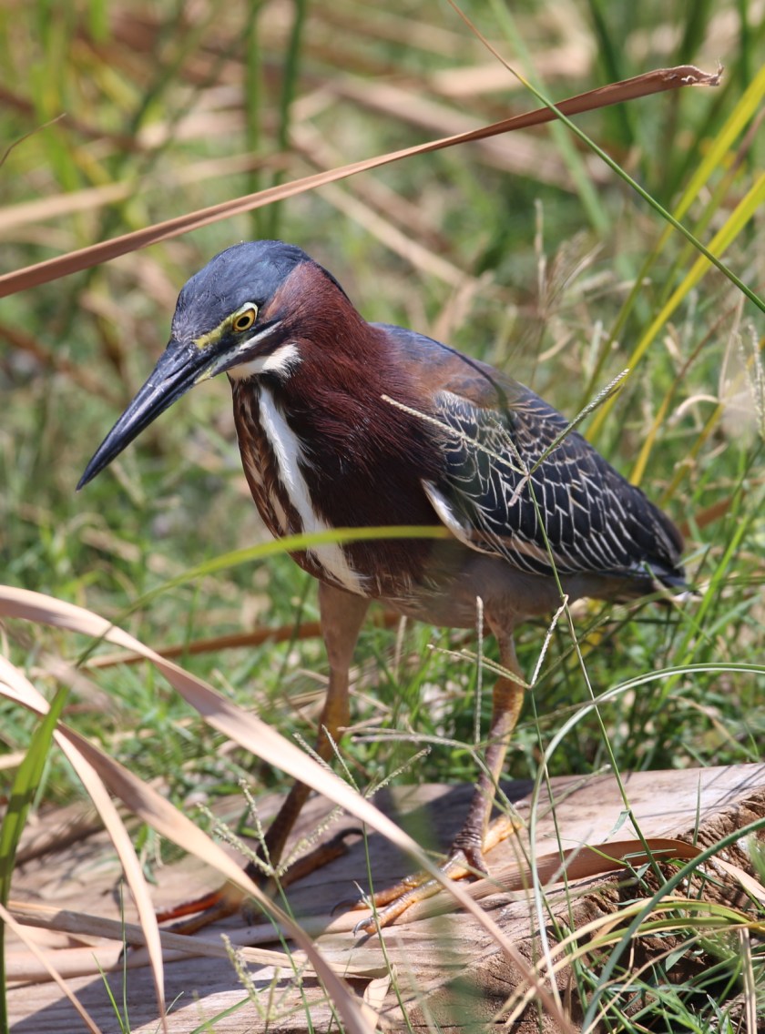 170506bbcut-southpadre12