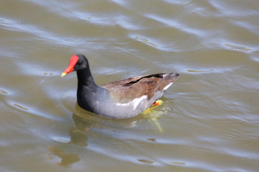 170506bbcut-southpadre13