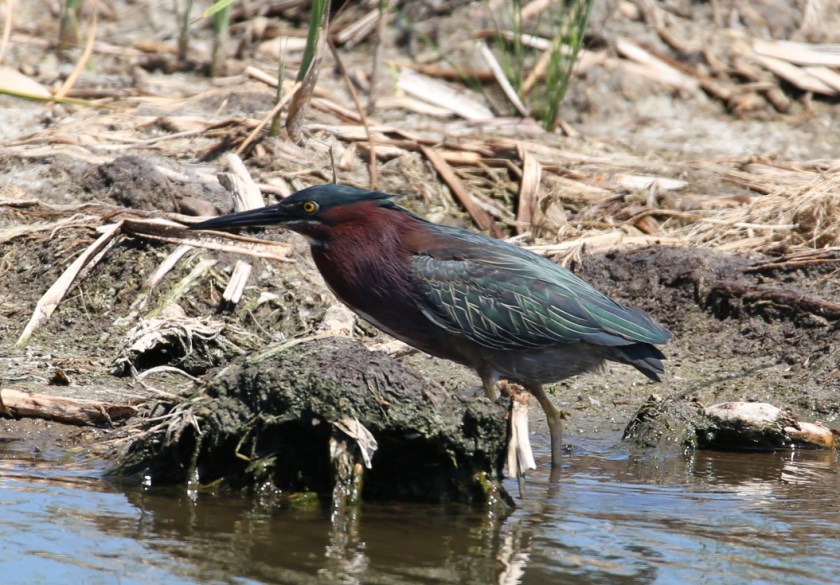 170506bbcut-southpadre14