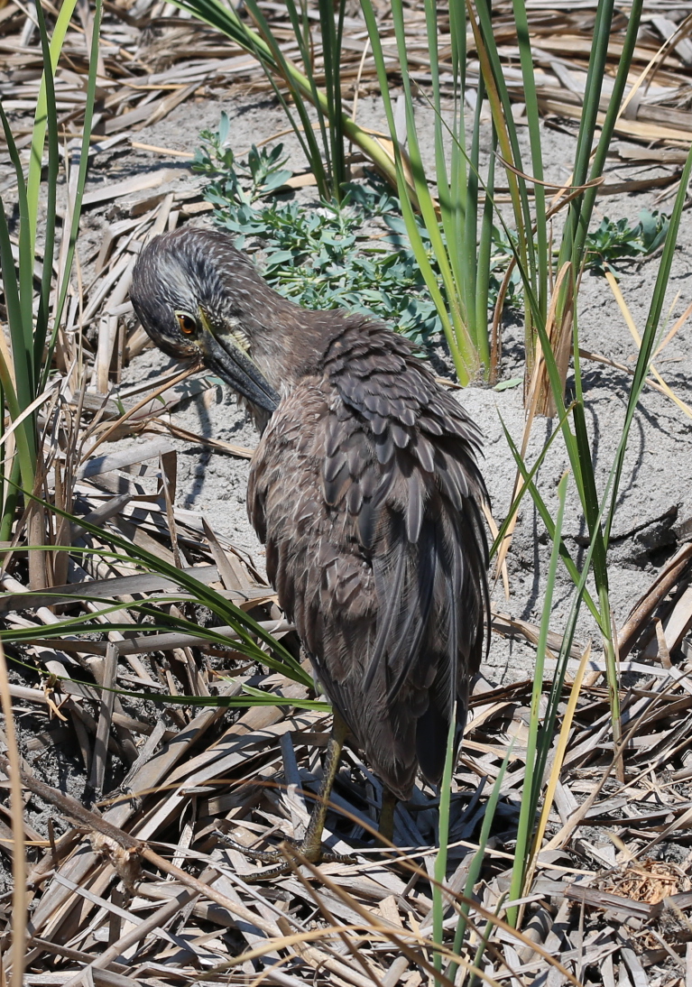 170506bbcut-southpadre16