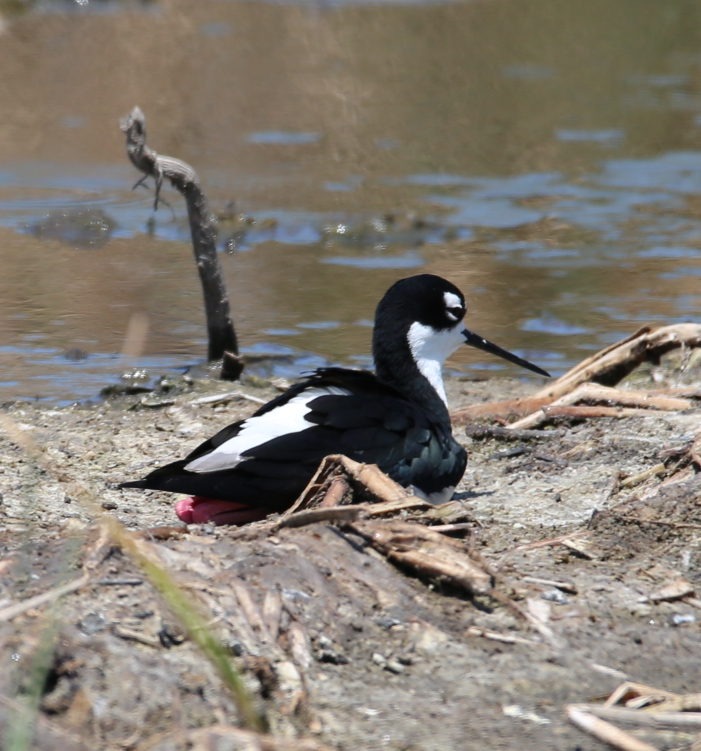 170506bbcut-southpadre17