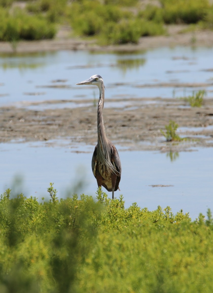 170506bbcut-southpadre19