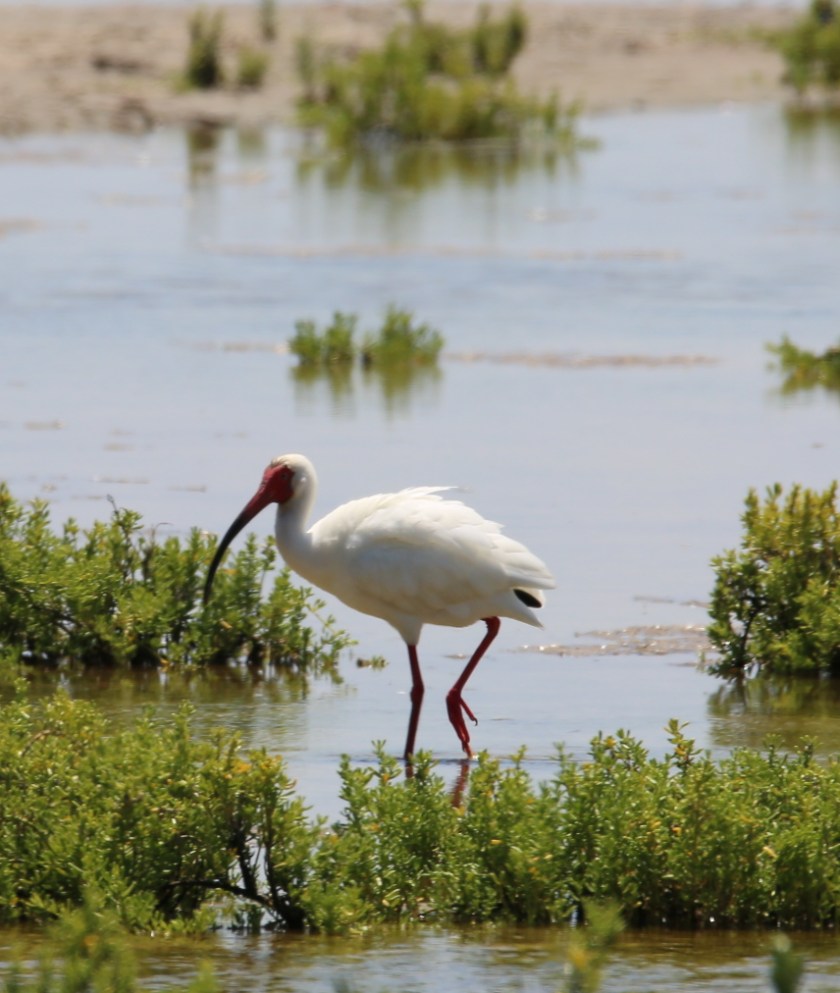 170506bbcut-southpadre20