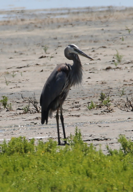 170506bbcut-southpadre21