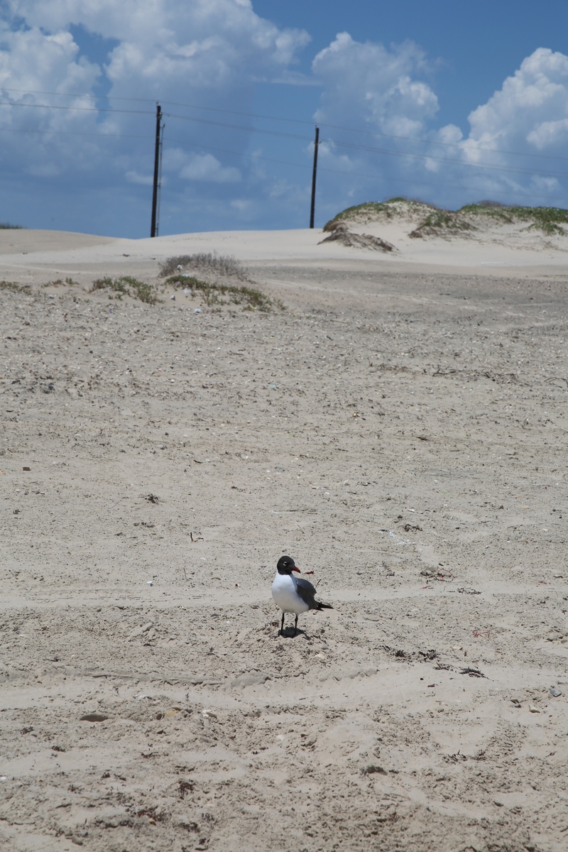 170506bbcut-southpadre22