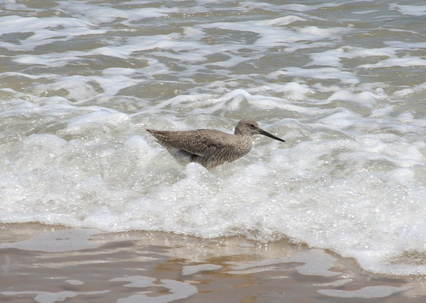 170506bbcut-southpadre23
