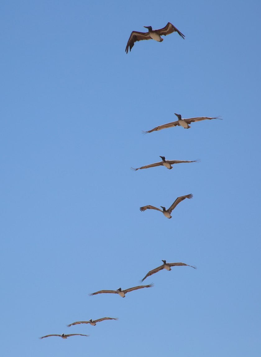 170506bbcut-southpadre25