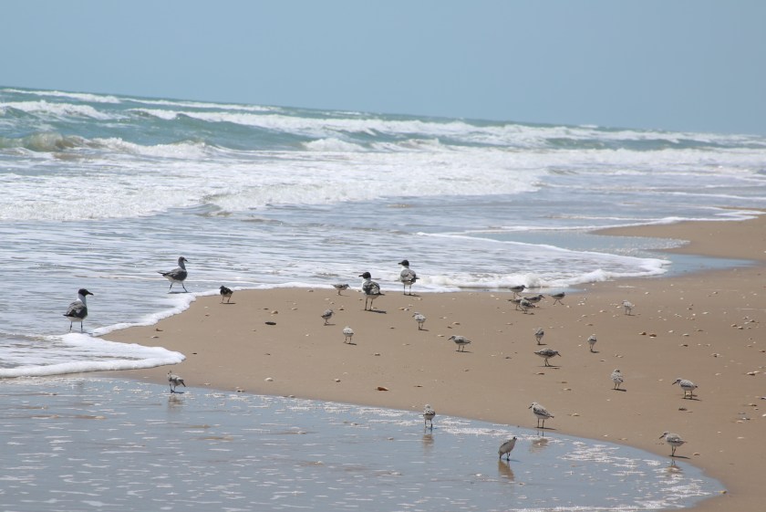 170506bbcut-southpadre26