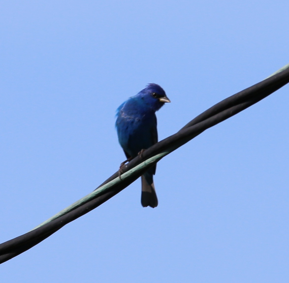 170506bbcut-southpadre27