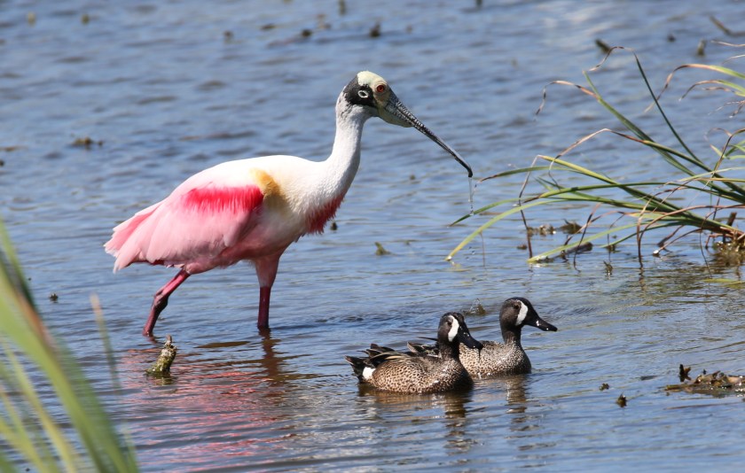 170506bbcut-southpadre4