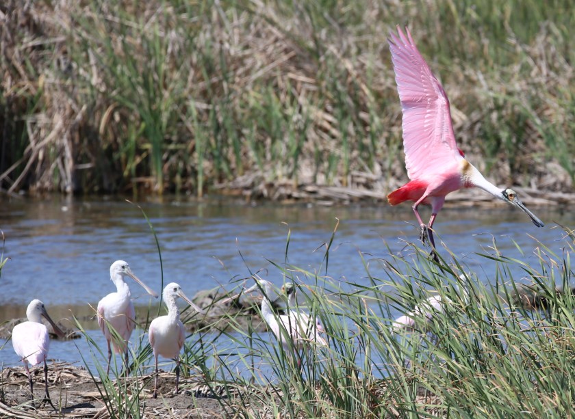 170506bbcut-southpadre5
