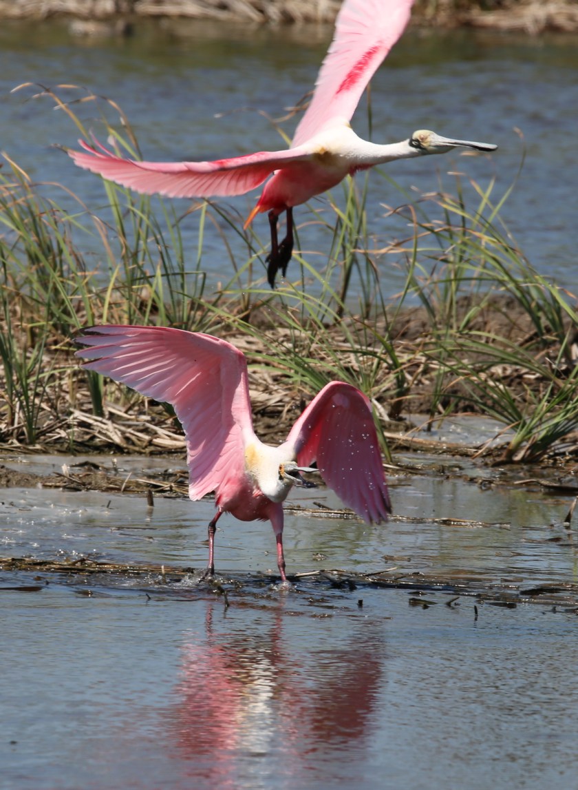 170506bbcut-southpadre8