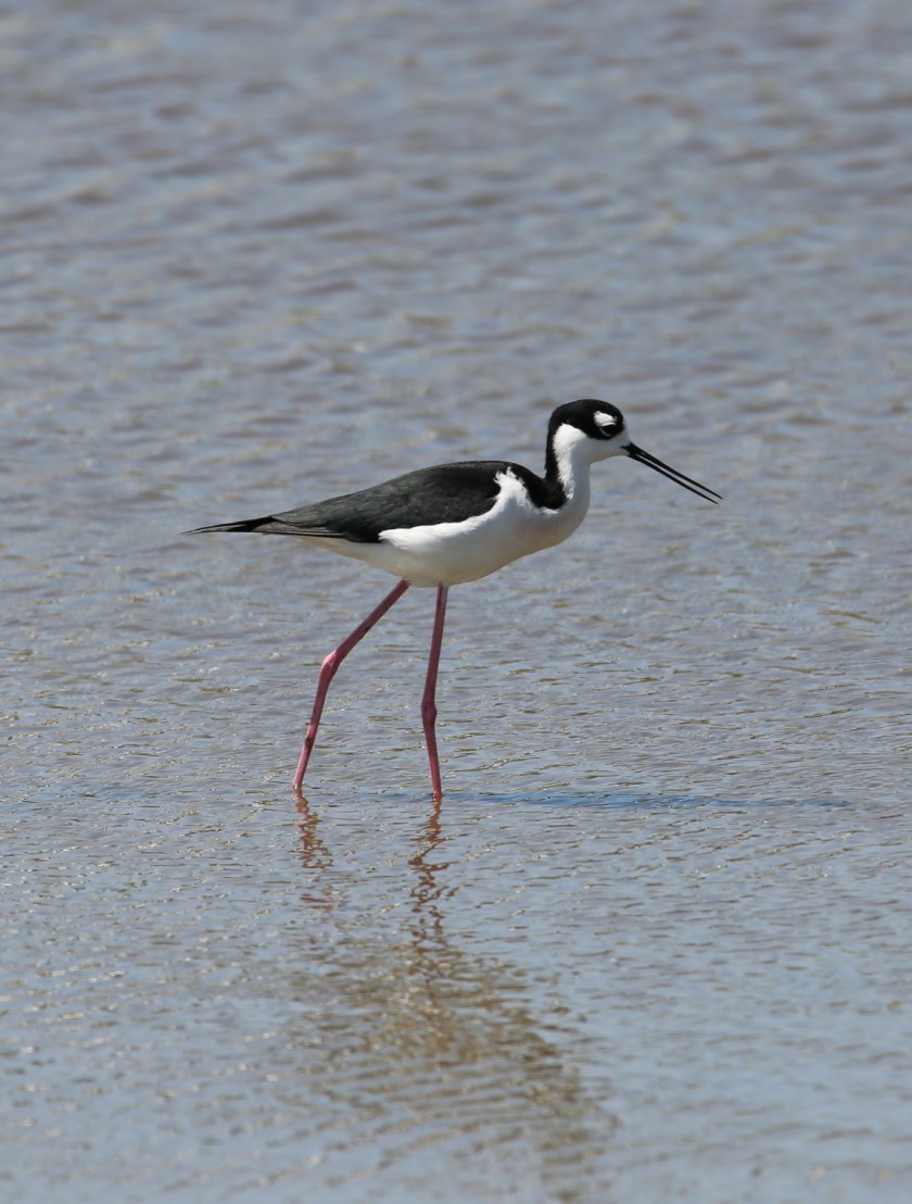 170506bbcut-southpadre9