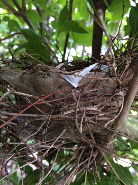 170512bbcut-cardinalnest1