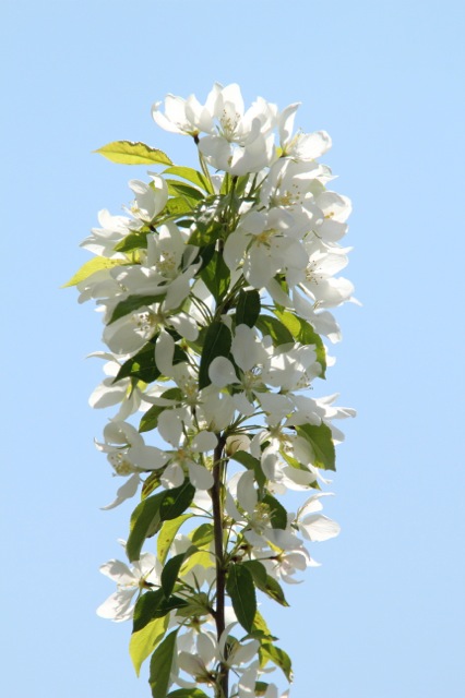 170516bbcut-crabtree3