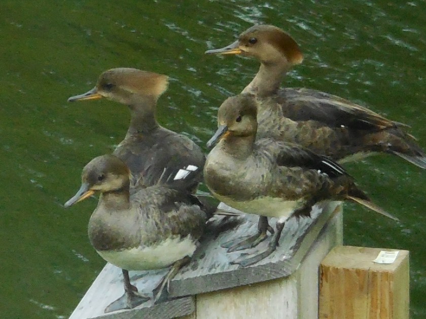 170531bbcut-mergansers