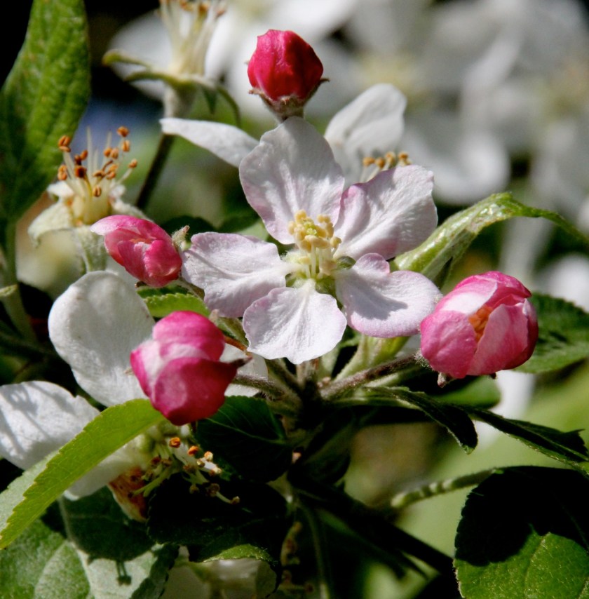 170601bbcut-blossoms1