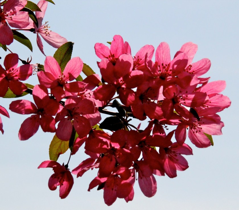 170601bbcut-blossoms4