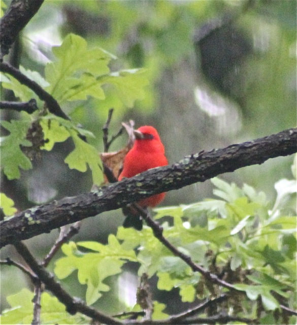 170605bbcut-tanager1