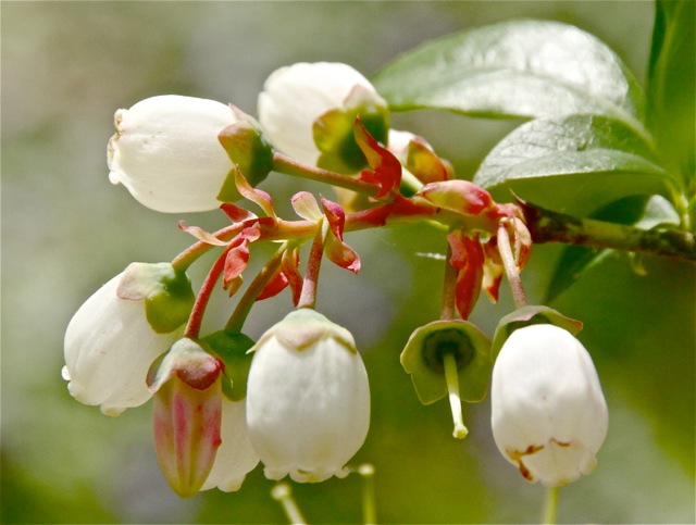 170607bbcut-blueberries1