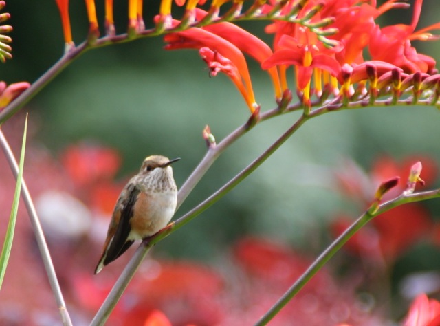 170607bbcut-lucifer2