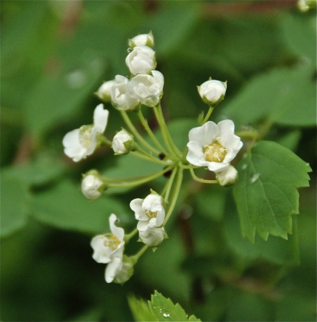 170609bbcut-bridalwreath3