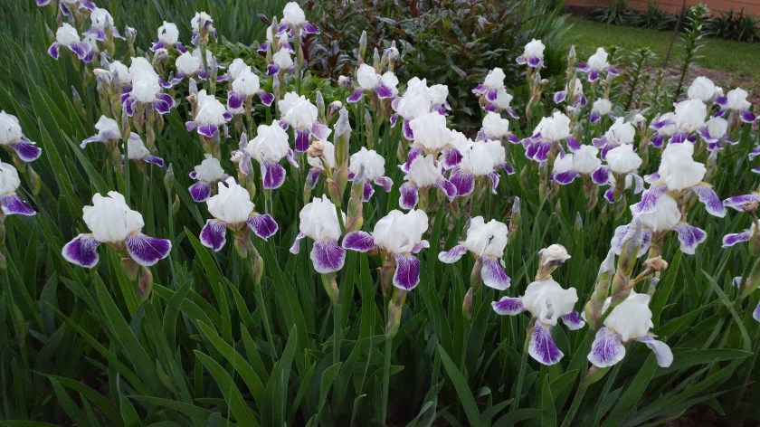 170616bbcut-flowers2