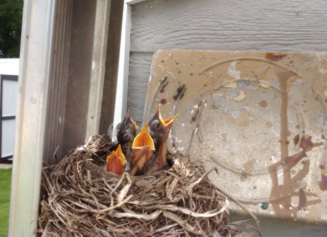 170619bbcut-babyrobins