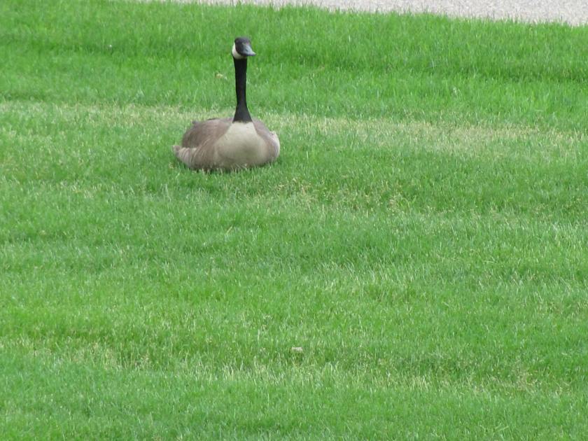 170619bbcut-lonelygoose