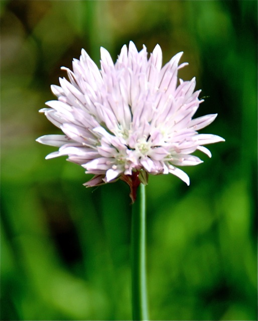 170620bbcut-blossom1