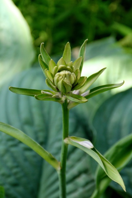 170620bbcut-blossom3